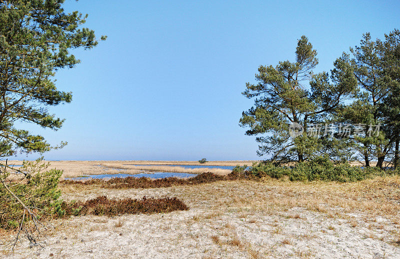 景观的波罗的海海滩在达尔瑟奥尔特(达斯半岛在梅克伦堡- vorpommern，德国)。